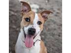 Adopt Ozzy (mcas) a Australian Cattle Dog / Blue Heeler, Pit Bull Terrier