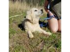 Golden Retriever Puppy for sale in Walhalla, SC, USA