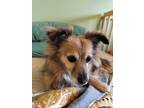 Adopt Rolo a Papillon, Miniature Dachshund