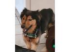 Adopt Bandit a Australian Shepherd, Dachshund