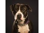 Adopt Biggie a Pit Bull Terrier