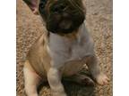 French Bulldog Puppy for sale in Metamora, IL, USA