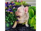 French Bulldog Puppy for sale in Metamora, IL, USA