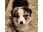 Australian Shepherd Puppy for sale in Auxvasse, MO, USA