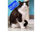 Adopt Ruffy a Domestic Short Hair