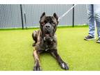 Adopt Chip a Cane Corso, Mixed Breed