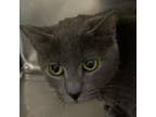 Adopt Jimmy John a Domestic Short Hair