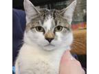 Adopt Sir Whiskerston a Domestic Short Hair