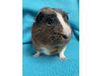 Adopt Charlie: pending!! a Guinea Pig