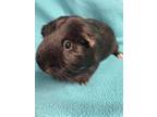 Adopt Dash: video!! a Guinea Pig, Silkie / Sheltie