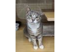 Adopt Penhall (24-133) a Domestic Short Hair