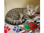 Adopt Wile E. Coyote (Bonded w/ Little Miss Sunshine) a Domestic Short Hair