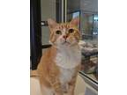 Adopt Irish Cream 52301 a Domestic Short Hair