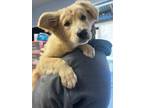 Adopt Vito a Labrador Retriever