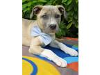 Adopt Barnaby a Terrier