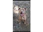 Adopt Don a Pit Bull Terrier, Mixed Breed