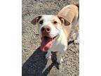 Adopt Xander a Pit Bull Terrier, Mixed Breed