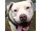 Adopt Peetie a Pit Bull Terrier