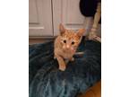 Adopt Patrick a Domestic Short Hair