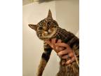 Adopt Galahad a Domestic Short Hair