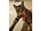 Adopt Lancelot a Domestic Short Hair