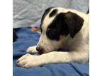 Adopt Tucker a Border Collie, Mixed Breed