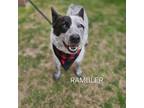 Adopt Rambler a Australian Cattle Dog / Blue Heeler