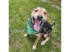 Adopt Cookie a Mixed Breed, Shepherd