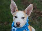 Adopt Quartz - MEET ME 5/18/24! a Alaskan Malamute, German Shepherd Dog