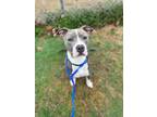 Adopt Rocky Ravioli a Terrier, Mixed Breed