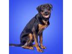 Adopt Debo a Rottweiler, German Shepherd Dog