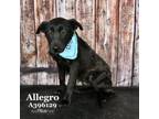 Adopt ALLEGRO a Labrador Retriever, Mixed Breed