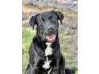 Adopt BRONX a Labrador Retriever, Mixed Breed