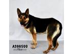 Adopt AIDEN a German Shepherd Dog