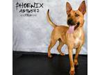 Adopt PHOENIX a German Shepherd Dog, Mixed Breed