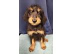 Adopt Doughboy a Doberman Pinscher, Standard Poodle