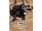 Adopt Meatball a Black Labrador Retriever, Dachshund