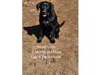 Adopt Mushroom a Labrador Retriever, Dachshund