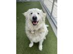 Adopt Marley a Great Pyrenees, Mixed Breed