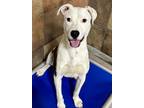 Adopt Tito a Pit Bull Terrier, Mixed Breed