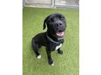 Adopt Rodrick a Pit Bull Terrier, Mixed Breed
