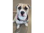 Adopt Pete a Pit Bull Terrier, Mixed Breed