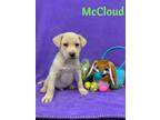 Adopt McCloud a Labrador Retriever
