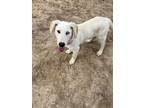 Adopt Journey a Yellow Labrador Retriever, Australian Shepherd