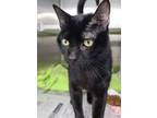 Adopt Jackson a Domestic Short Hair