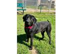 Adopt J. Cena a Labrador Retriever