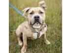 Adopt Floppy a Pit Bull Terrier, Mixed Breed