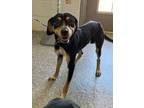 Adopt Peanut a Black and Tan Coonhound