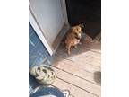 Adopt TARZAN a Black Mouth Cur