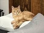 Adopt WALDO a Domestic Long Hair